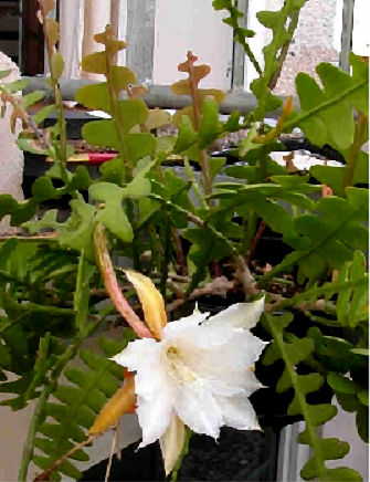 Epiphyllum [Orchid Cactus] \'Anguliger\' 5 Seeds